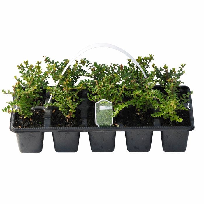 40mm Lonicera Nitida - 10 Pack