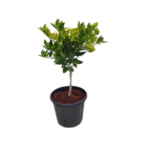30L Citrus Orange Blood