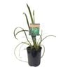Plants for Ponds - 125mm Water Ribbons