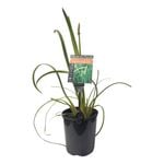 Plants for Ponds - 125mm Water Ribbons