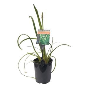 Plants for Ponds - 125mm Water Ribbons