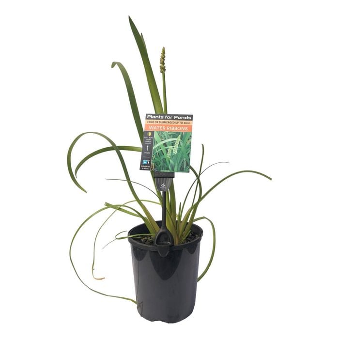 Plants for Ponds - 125mm Water Ribbons