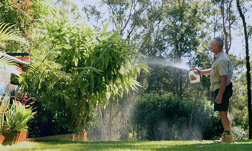 Man spraying garden with plant food bottle attached to garden hose