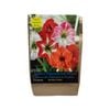 Yarra Valley Bulbs Amaryllis Hippeastrum - Hippeastrum Hadeco Mixed - 2 Pack