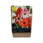Yarra Valley Bulbs Amaryllis Hippeastrum - Hippeastrum Hadeco Mixed - 2 Pack
