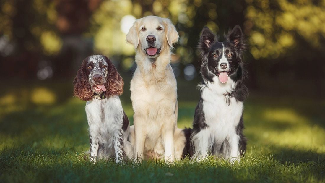 Three dogs sitting on grass in a sunlit park: a brown-and-white spaniel, a golden retriever and a black-and-white border collie.
