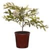 250mm Crepe Myrtle Natchez Bush - Lagerstroemia indica