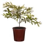 250mm Crepe Myrtle Natchez Bush - Lagerstroemia indica