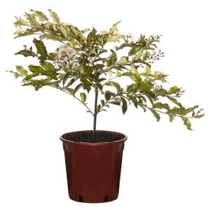250mm Crepe Myrtle Natchez Bush - Lagerstroemia indica