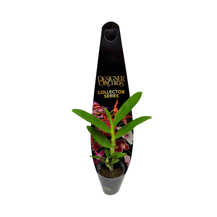 60mm Designer Collector Series - Dendrobium Orchids