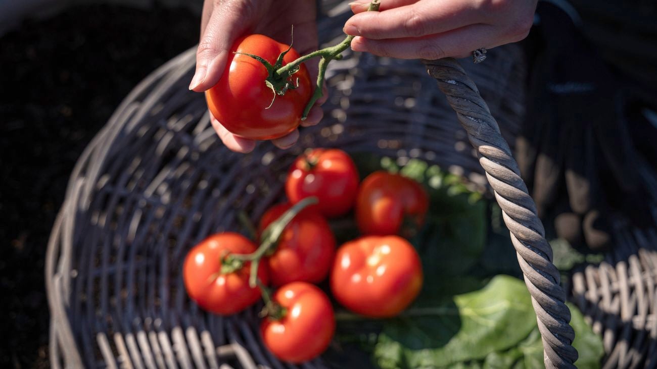 Hand plucking the stem off the top of a tomato. A bunch of tomatoes sit below in a large woven basket.