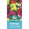 Fothergill's Snapdragon Magic Carpet Flower Seeds