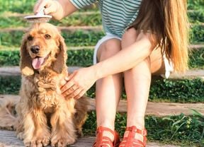A dog sits quietly as a person grooms of the top of his head to help with pet hair shedding