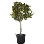200mm Ficus Flash - Ficus microcarpa Hillii Flash
