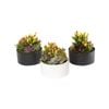 180mm Succulent Garden Designer Bowl