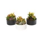 180mm Succulent Garden Designer Bowl