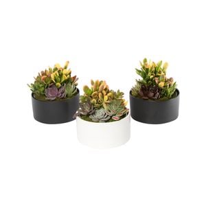 180mm Succulent Garden Designer Bowl