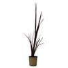 150mm Phormium Border Black - Phormium tenax 'Border Black'