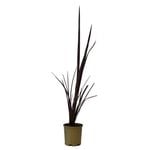 150mm Phormium Border Black - Phormium tenax 'Border Black'