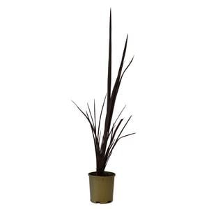 150mm Phormium Border Black - Phormium tenax 'Border Black'