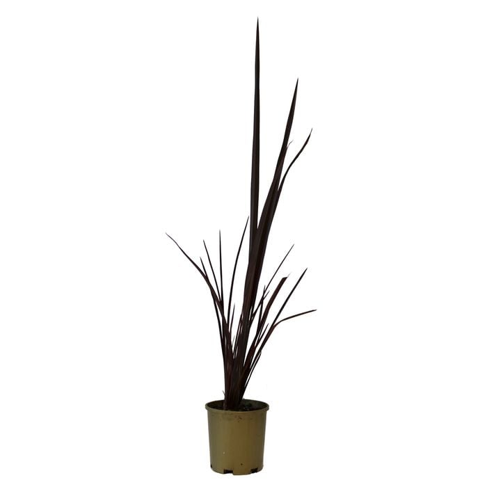 150mm Phormium Border Black - Phormium tenax 'Border Black'