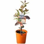 140mm Pick Me Edibles Range Indian Guava - Psidium guajava
