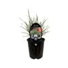 1.9L Lomandra Arctic Frost 