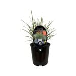 1.9L Lomandra Arctic Frost 