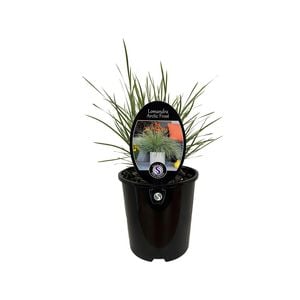 1.9L Lomandra Arctic Frost 