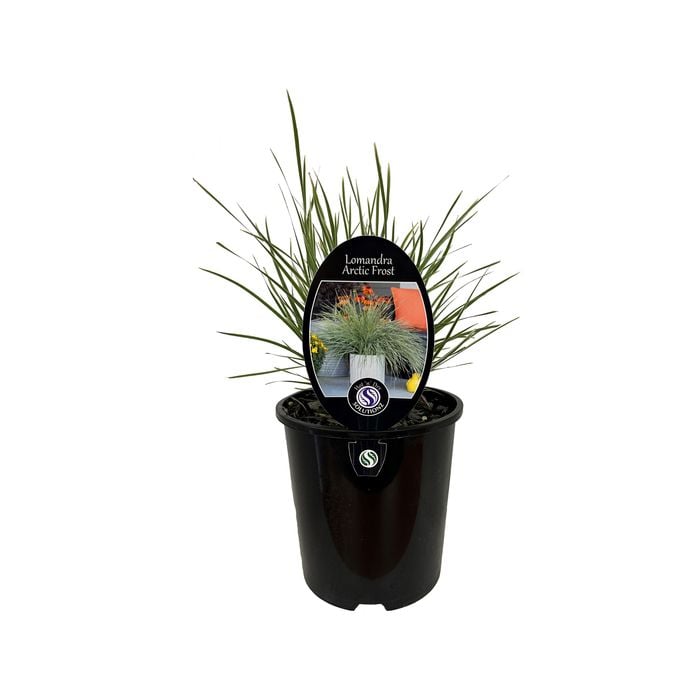 1.9L Lomandra Arctic Frost 