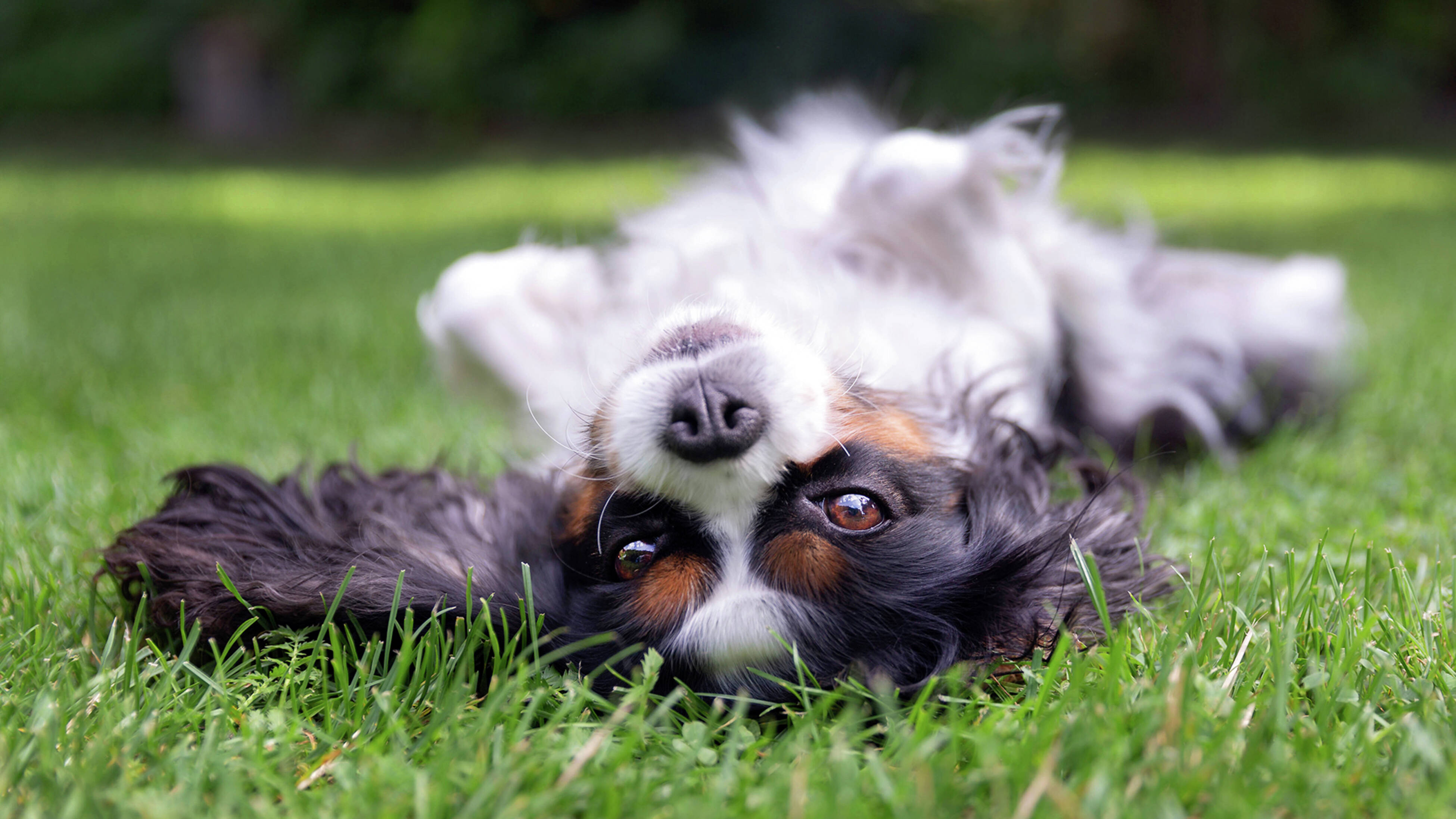  A small white and brown dog laying on its back on green grass.