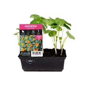 Punnet Nasturtium Baby Orange - Tropaeolum minus