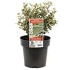 180mm White Correa - Correa alba
