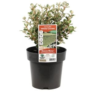 180mm White Correa - Correa alba