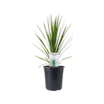 180mm Cordyline Peko - Cordyline australis 'Peko'