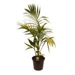 250mm Bangalow Palm - Archontophoenix cunninghamiana