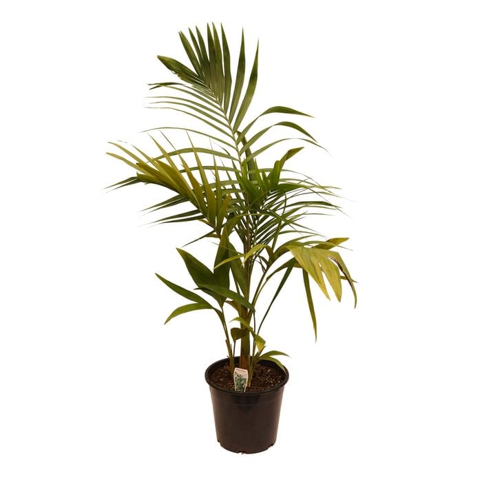 250mm Bangalow Palm - Archontophoenix cunninghamiana