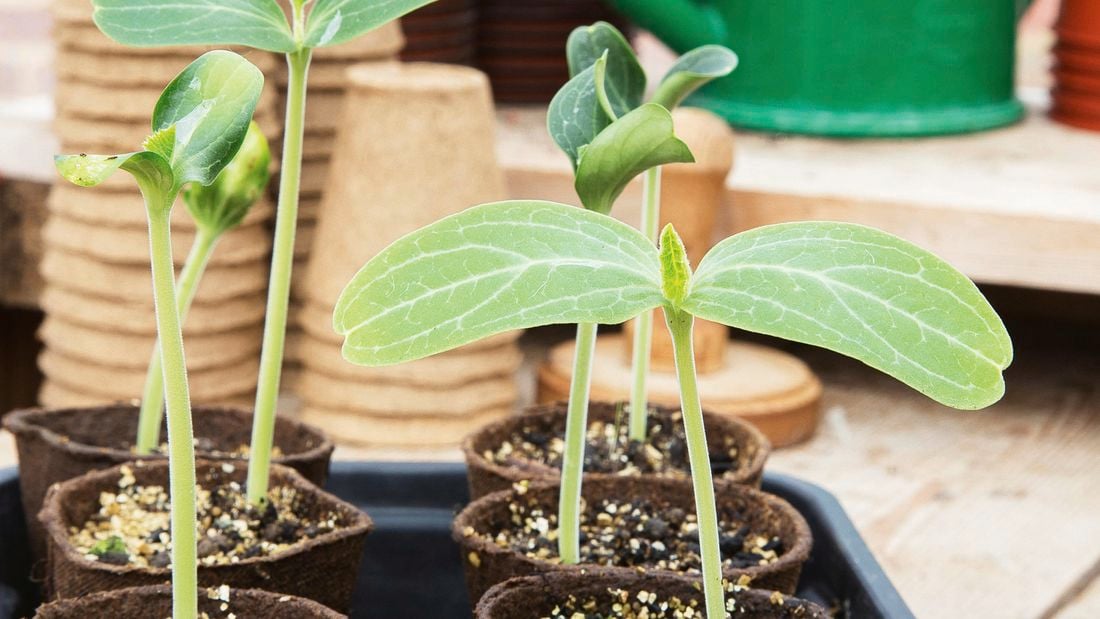 Propagating plants in small pots kept in a black tray.