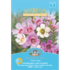 Mr Fothergill's Geraldton Wax Flower Seeds