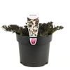140mm Purple Leaf Creeping Boobialla - Myoporum parvifolium Purpurea