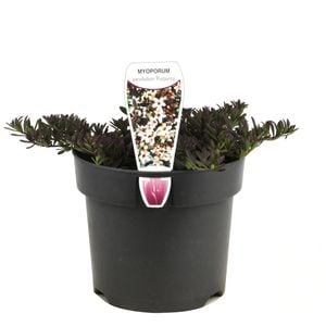 140mm Purple Leaf Creeping Boobialla - Myoporum parvifolium Purpurea