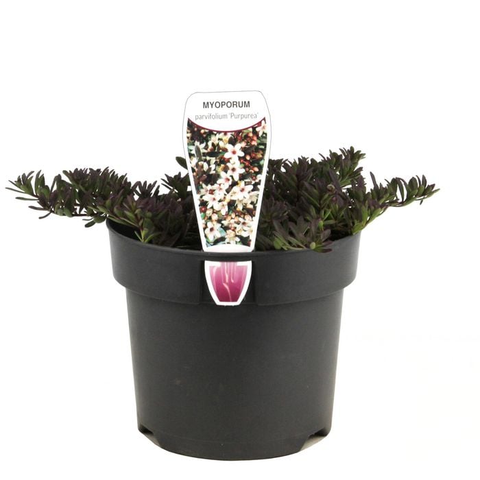 140mm Purple Leaf Creeping Boobialla - Myoporum parvifolium Purpurea