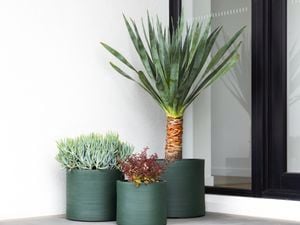 group of plants on  entrance