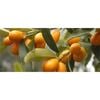 Plant Kumquat Meiwa 3.5l