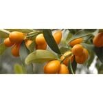 Plant Kumquat Meiwa 3.5l