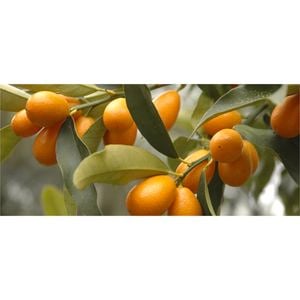 Plant Kumquat Meiwa 3.5l