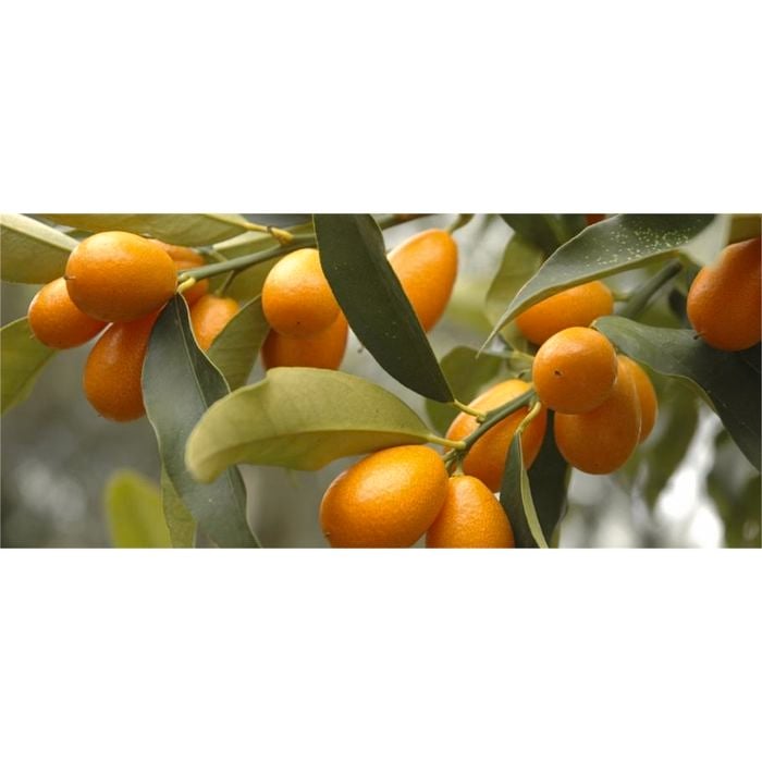 Plant Kumquat Meiwa 3.5l
