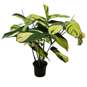 140mm Prayer Plant - Ctenanthe Golden Mosaic