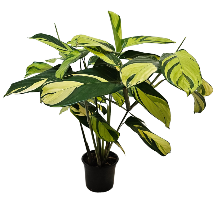 140mm Prayer Plant - Ctenanthe Golden Mosaic