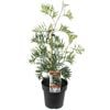 200mm Grevillea Superb - Grevillea banksii Bipinnatifida
